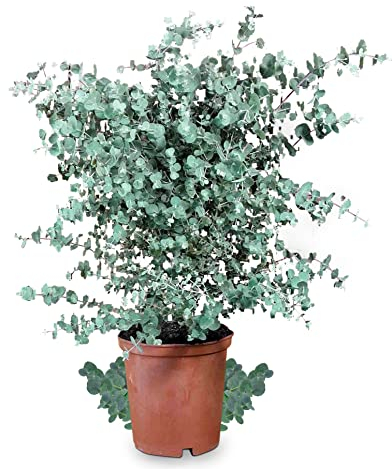 Meine Orangerie Eukalyptus Baum | Eucalyptus gunnii 'Silverdrop' | Winterharte Eukalyptus Pflanze echt | Schöne Garten und Balkon Pflanze im 12l Topf