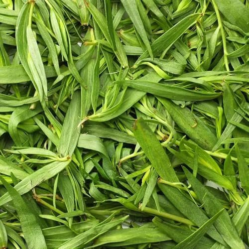 semillas de estragón, silvestres de frescas de estragón, antiguas 50pcs