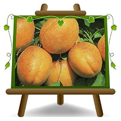 EURO PLANTS VIVAI Albicocco Luizet Piante da Frutto Altezza 180~200 cm Età 4 Anni Vaso 24/26cm