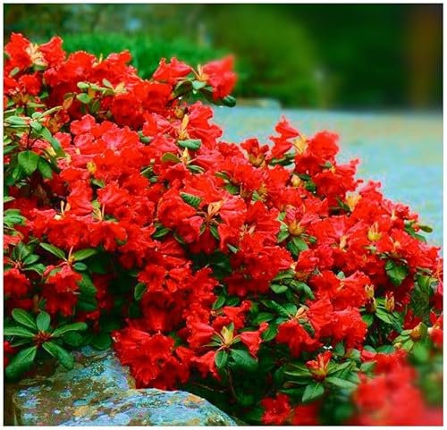 GrowOn Shrubs Dwarf Rhododendron Japonica 'Scarlet Wonder' | Evergreen Shrub | Outdoor Garden Ready Plant | Spring Flowering | Blood Red Flowers