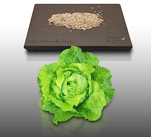 500 graines à semer - Le grenier d'Abondance - LAITUE Pommée Appia - Lactuca sativa