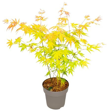 Plant in a Box - Érable du Japon - Acer palmatum 'Orange Dream' - Hauteur 35-55cm - Pot 15cm - Plante d’extérieur - Vert - Orange