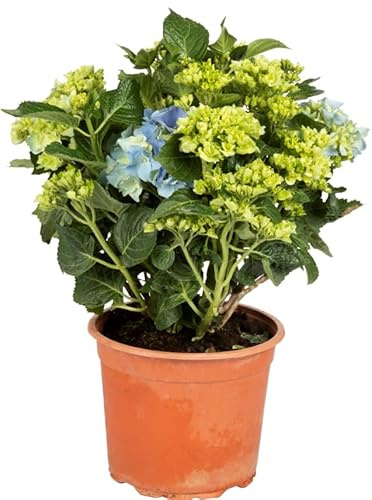 Hortensia Azul Natural y Viva Hydrangea de Gran Belleza Floral Perfecta Para Jardines Luminosos