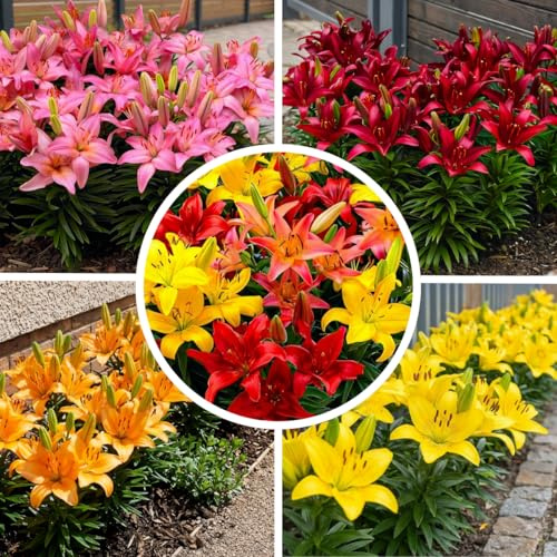 FLORIUM Kollektion av orange vinlökar, förpackning med 10 lökar, annan färg, blandning av rustika liljelökar från Holland för plantering i trädgården (stora lökar, utan frön)