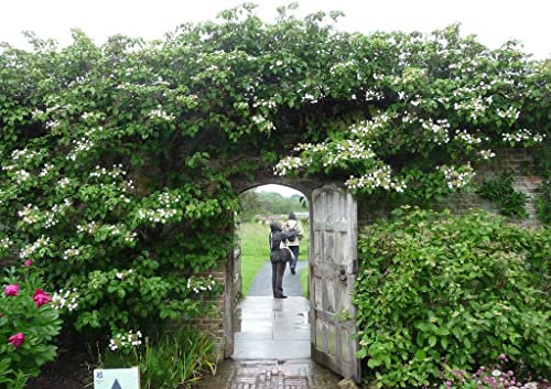 Kletterhortensie 30-40 cm – Hydrangea petiolaris – Winterharte Kletterpflanze für Schatten & Halbschatten – Blühende Kletter-Hortensie für Wand, Zaun & Pergola