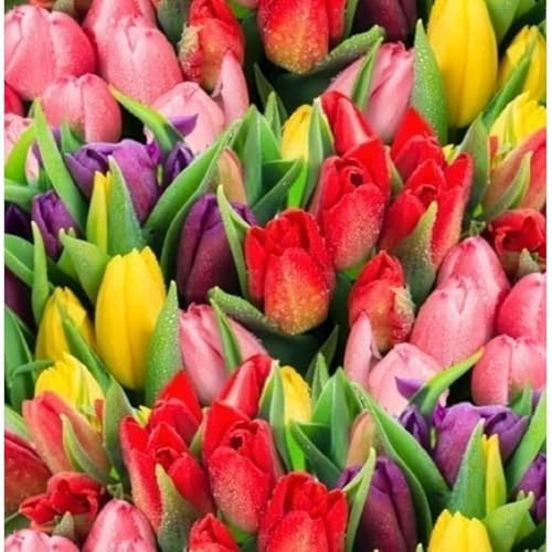 DECOALIVE Planta de Tulipán Natural con Flores de Colores