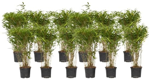 Plant in a Box - Fargesia nitida 'Gansu' - Set de 12 - Bambou sacré - Bambou plante exterieur rustique non traçant - Pot 17cm - Hauteur 50-70cm