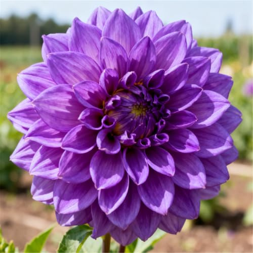 Dalias que no requieren pregerminación - Simplemente entiérralas en la tierra - Plantación sencilla-2 PCS-F