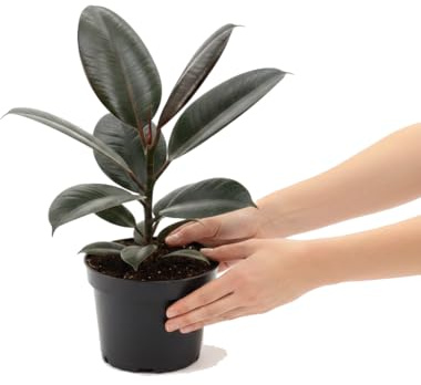 DECOALIVE Ficus Abidjan Ficus Elastica Abidjan en Maceta 12 cm Altura 30 cm Planta Natural de Hojas Brillantes