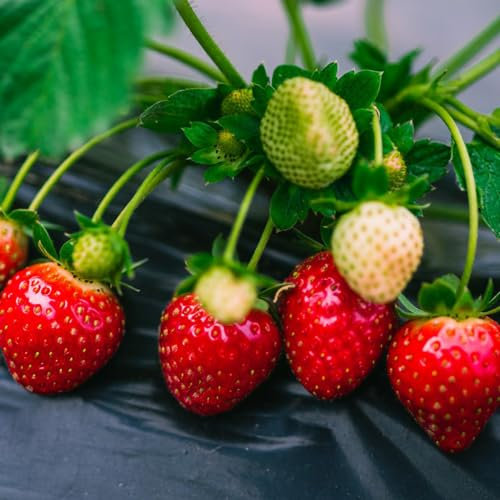 100 piezas semillas de fresa colgando, semillas de fresa, jardín interior, semillas variedades antiguas semillas de fresa - Fragaria ananassa - semillas suculentas invernadero de interior,