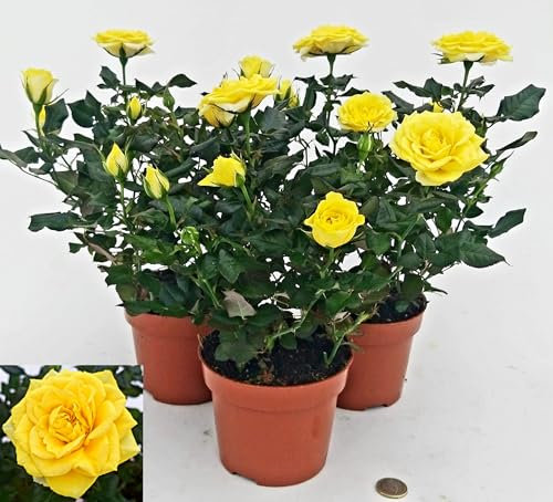 POWERS TO FLOWERS - ROSA DA GIARDINO RAMPICANTE e RIFIORENTE, ROSA GIALLA, 3 PIANTE, Piante Vere