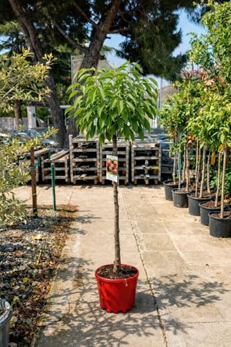 Cerezo Picota - Prunus avium en maceta de 10 litros y altura de 140cm mínimo