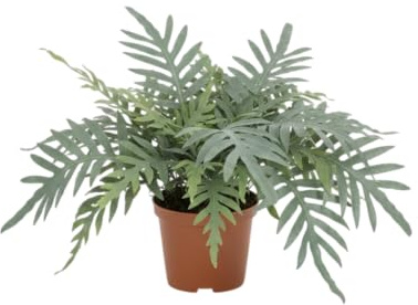 Helecho Azul Phlebodium Aureum Blue Star Natural DECOALIVE Planta de Interior Resistente y Moderna