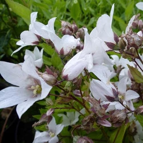 6x Campanule à fleurs laiteuses 'Alba - Campanula lactiflora ‘Alba’ - Godet 9x9cm