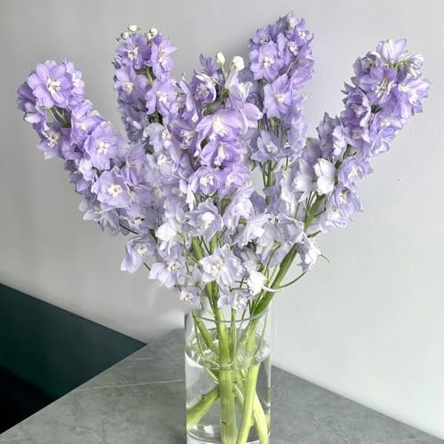 Semillas de delphinium - de balcón Consolida ajacis - Decoración de sala de estar delphinium resistente 800pcs