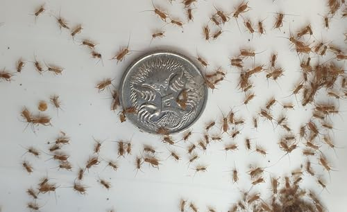 Pinhead Live Banded Crickets (1000 Count)