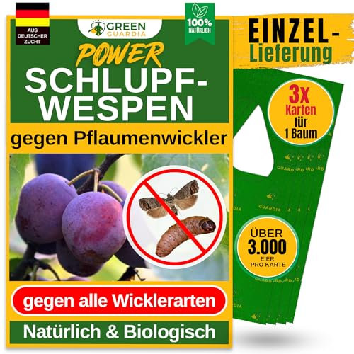 GREEN GUARDIA Schlupfwespen gegen Pflaumenwickler -3 Karten à 1 Lieferung- Effektive Bio-Bekämpfung gegen Apfelwickler, Alternative zu Pflaumenwicklerfalle, Spritzmitteln, Nematoden & Pheromonfallen