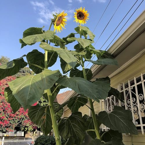 Semi di Girasole Gigante Helianthus Annuus, Fiori Giallo, Piante Alte, Giant sunflower seeds