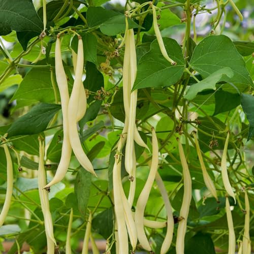 PREMIER SEEDS DIRECT - Climbing Bean - Marvel of Venice - 80 Seeds