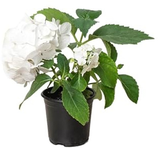 Hydrangea Blanca – Hortensia – Planta Natural con Flores Exuberantes Fácil de Cuidar