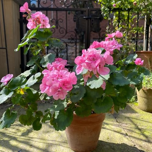 Geraniensamen - bio outdoor pflanzensamen exotische zimmerpflanzen kübelpflanzen winterhart alte sorten gartendeko für draußen bodendecker topfpflanzen hochbeet seltene rankpflanze 250pcs