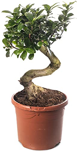 Ficus Ginseng Bonsaï, plante d'intérieur élégante, arbres exotiques pour votre maison.