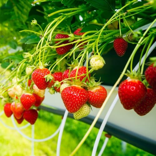 Semi di fragola resistenti, esotici, biologiche varietà tradizionali giardino 800pcs