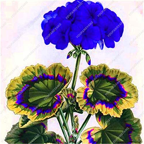 SVI Fresh 50pcs Geranium Flower Seeds for Planting Blue