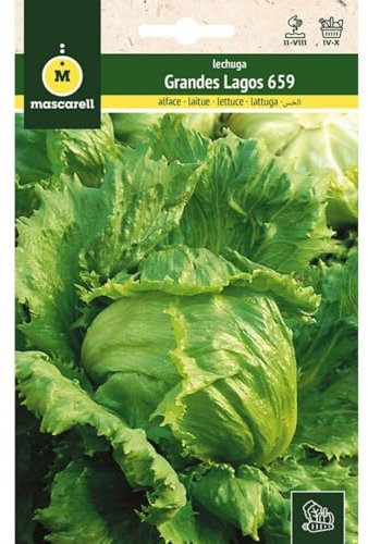 Mascarell Semillas, LECHUGA, Semillas Huerto, LECHUGA REPOLLO GRANDES LAGOS 659, Crea tu Propio Huerto Urbano y Cultivo en Casa, Plantas Hortícolas, 6 Gramos
