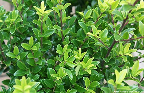 10 x Ilex maximowicziana var. 'Kanehirae' (Buchsbaum Ersatz/Immergrün/Winterhart/Mehrjährig) Japanischer Ilex - Ihr immergrünes Highlight im Garten - Top für Hecken - von Stauden Gänge