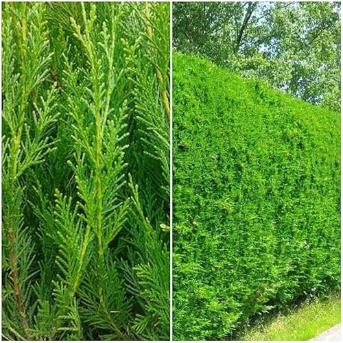¡¡¡ 50 Plantas !!! natural, Altura 50-60 cm, cipres Leylandii Crecimiento Rápido, para setos, pantalla visual, cortavientos y como árbol ornamental. Segura Garden.
