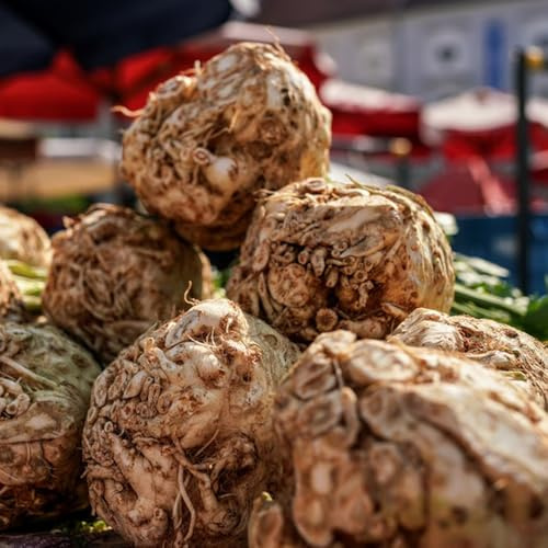 Semillas de apio nabo - viejas orgánicas, jardín en el balcón comprar 500pcs