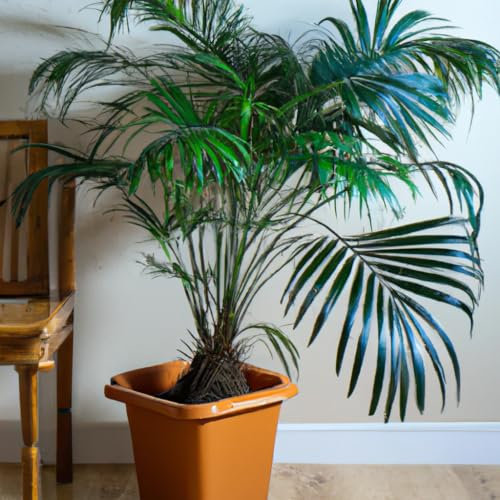Pygmy Date Palm Pheonix Roebelenii Tropical Houseplant Seeds - 10 Rare Seeds