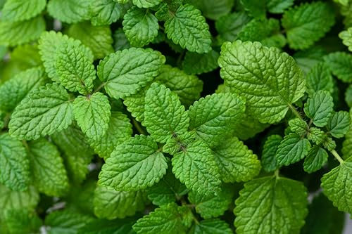 Sachet de graines de Mélisse officinale citronnelle - Sachet de 0,5 gramme - Graines de style