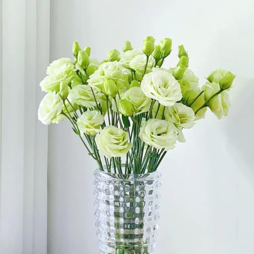 1050 piezas Semillas de Eustoma verde, Conjunto de semillas de flores Lisianthus - (Eustoma grandiflorum) semillas de flores de eustoma Sala De Estar Decorativa Moderna semillas de