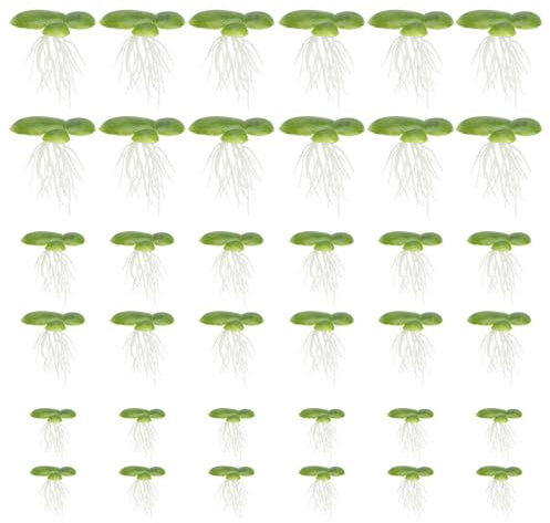 APOMOONS 2 Paquetes de Plantas de Color Verde de Pato con Raíz para Acuarios, 36 Unidades de Plantas Acuáticas Flotantes para Acuarios Naturales Plantas Acuario Lentejas de Agua