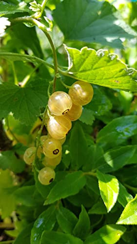 Ribes rubrum 'Blanka' / Groseillier à grappes blanches/Conteneur de 2 à 2.9 litres