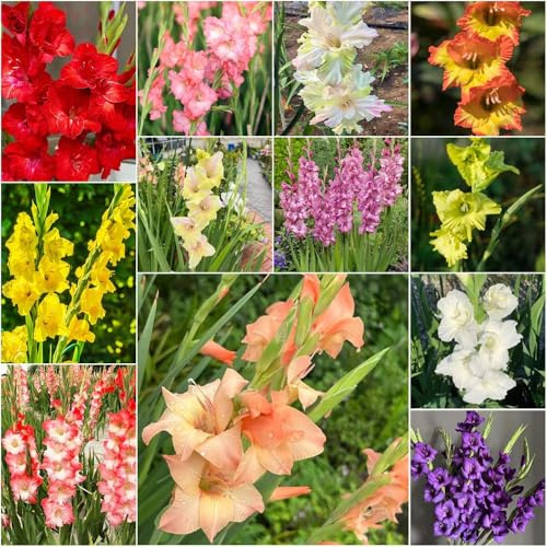 bulbi di gladioli - giardino resistenti per decorare balconi giardino primavera primavera letti 6pcs