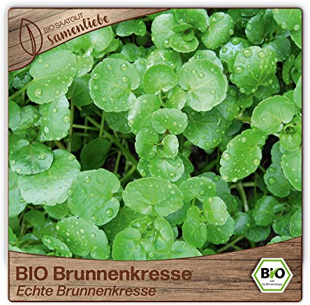 Samenliebe BIO Brunnenkresse Samen alte Sorte Echte Brunnenkresse Wasserkresse Wildkräuter grün 1500 Samen samenfestes Kräuter Saatgut für Küche indoor und Balkon Garten BIO Kräutersamen winterhart