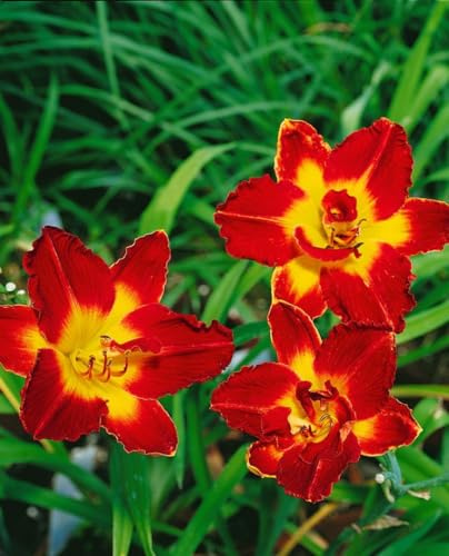 Hemerocallis x cultorum 'Chicago Apache' 11x11 cm Topf – Winterhart, Mehrjährig, Pflegeleicht – Taglilie – Staude für Beet & Rabatte
