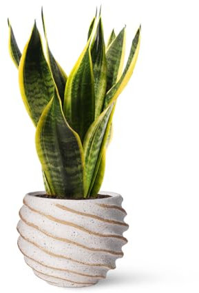 Sansevieria Trifasciata o Laurentii - Lengua de Suegra | Planta suculenta natural ideal para interior con altura 20-25 cm en maceta de 10ø | April Plants