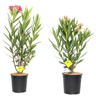 Kit 2 Adelfa - Árbol del Oleandro Natural con Flores de Color Rosa