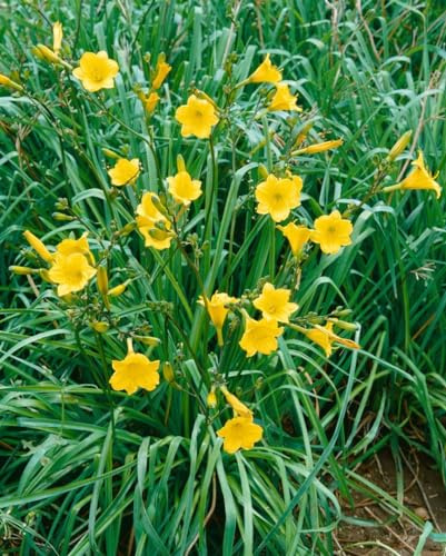 Hemerocallis 'Bitsy' 11x11 cm Topf – Winterhart, Mehrjährig, Pflegeleicht – Taglilie – Staude für Beet & Garten