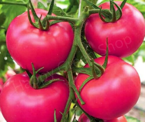 Pink Tomato - 80 seeds + Plant tag + Freebie - Maliniak - Raspberry Tomato Heirloom