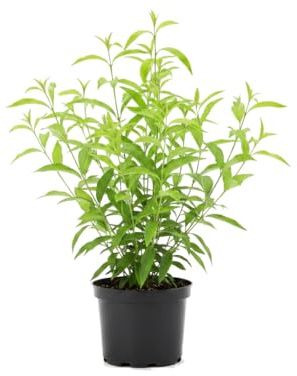 Galán de Noche Planta Natural Aroma Nocturno Cestrum Nocturnum DECOALIVE 17 cm