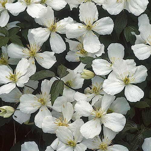 You Garden - Clematis Montana 'Grandiflora' 9cm x3