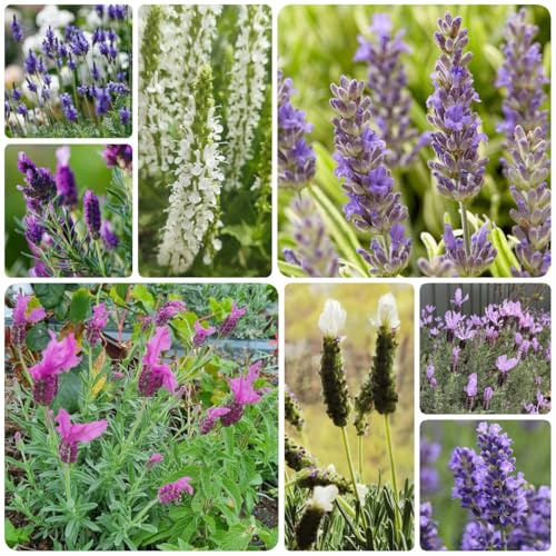 semi di lavanda perenni - lavanda - Giardino per interni, decorazione del soggiorno, primaverili veri resistenti alla lavanda, 200pcs