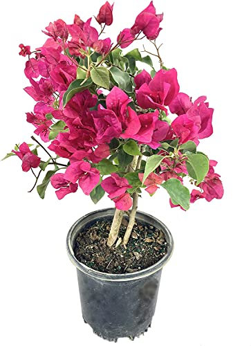 DECOALIVE Planta Trinitaria PREMIUM Buganvilla Veranera Planta de Exterior, 8435712006415