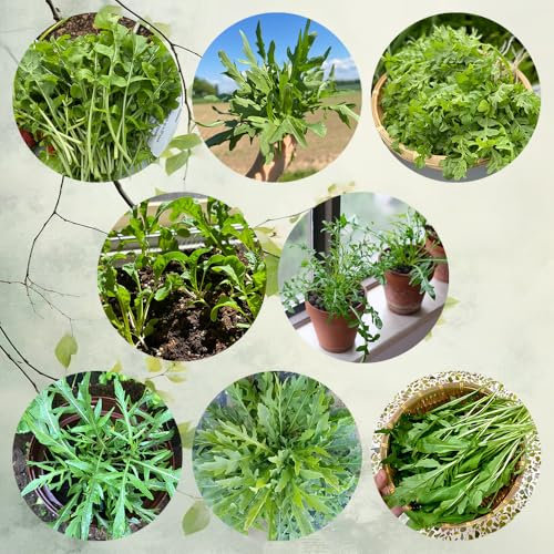 rucola samen winterhart - rucola pflanzen frisch samen, gartenkräuter samen, exotische zimmerpflanzen rucolasamen bio mehrjährig, gemüsepflanzen, hochbeet samen nachhaltige geschenke, 50pcs