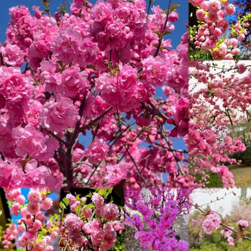 semillas almendro, 30pcs
